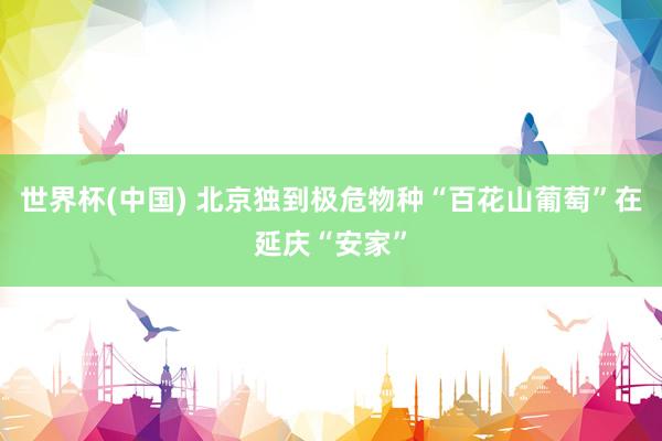 世界杯(中国) 北京独到极危物种“百花山葡萄”在延庆“安家”